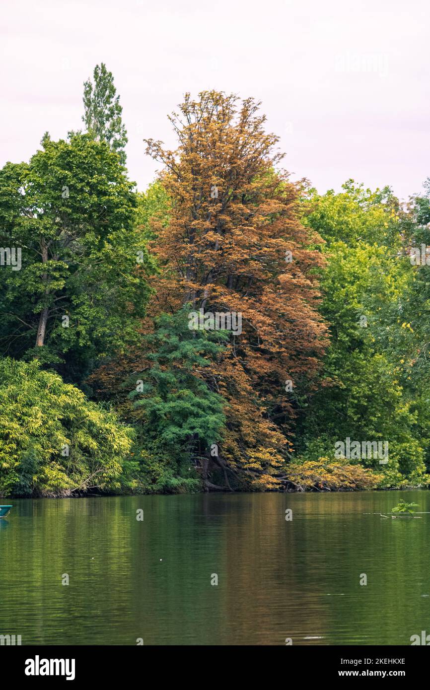 A vertical shot of tall fall trees reflected in the water Stock Photo ...