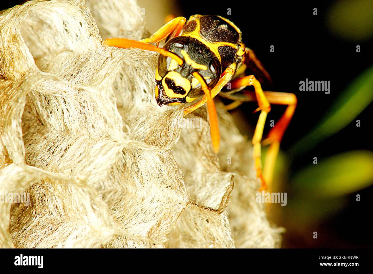 Asian paper wasp (Polistes chinensis) on nest Stock Photo