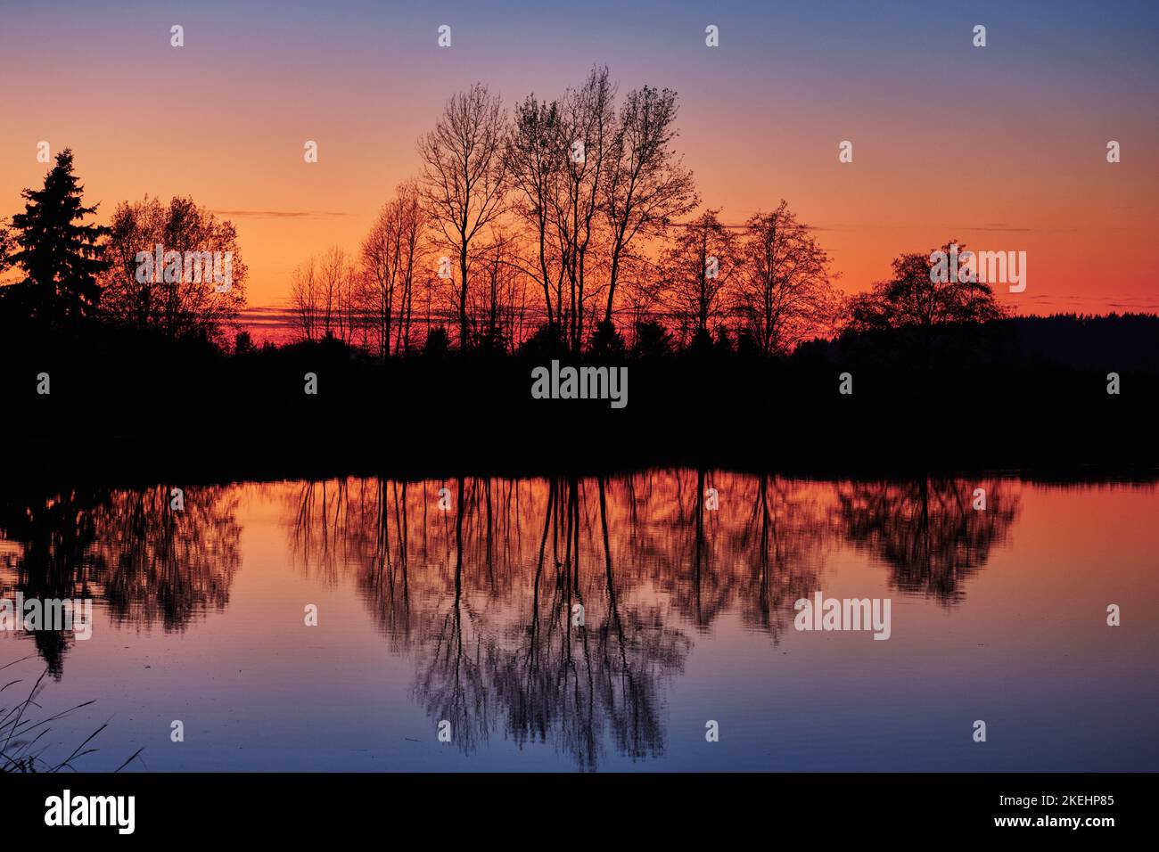 Pretty tree silhouettes are reflected in still water of Serpentine Fen ...