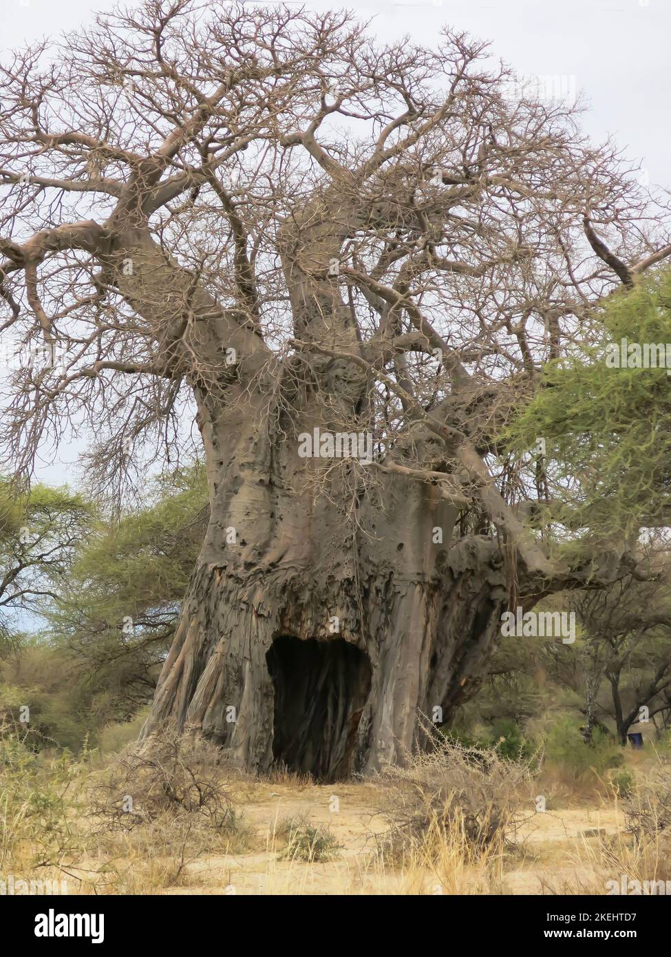 Baobab Tree in Tarangire National Park, Tanzania, East Africa Stock Photo