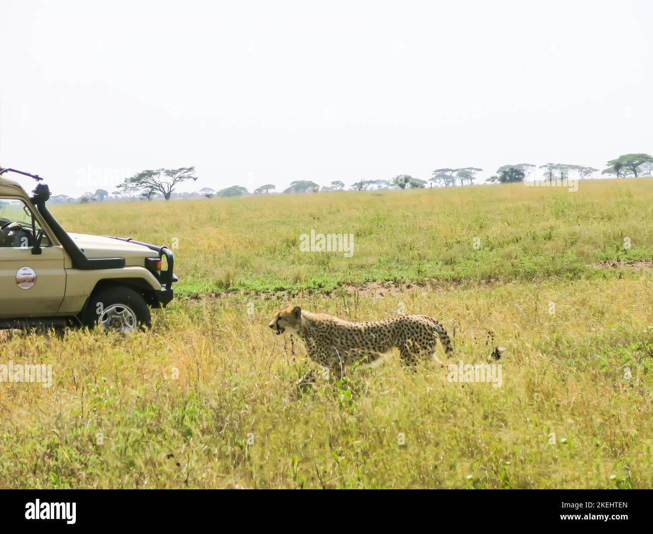 Cheetah Approaching Tour Vehicle in Serengeti National Park Stock Photo