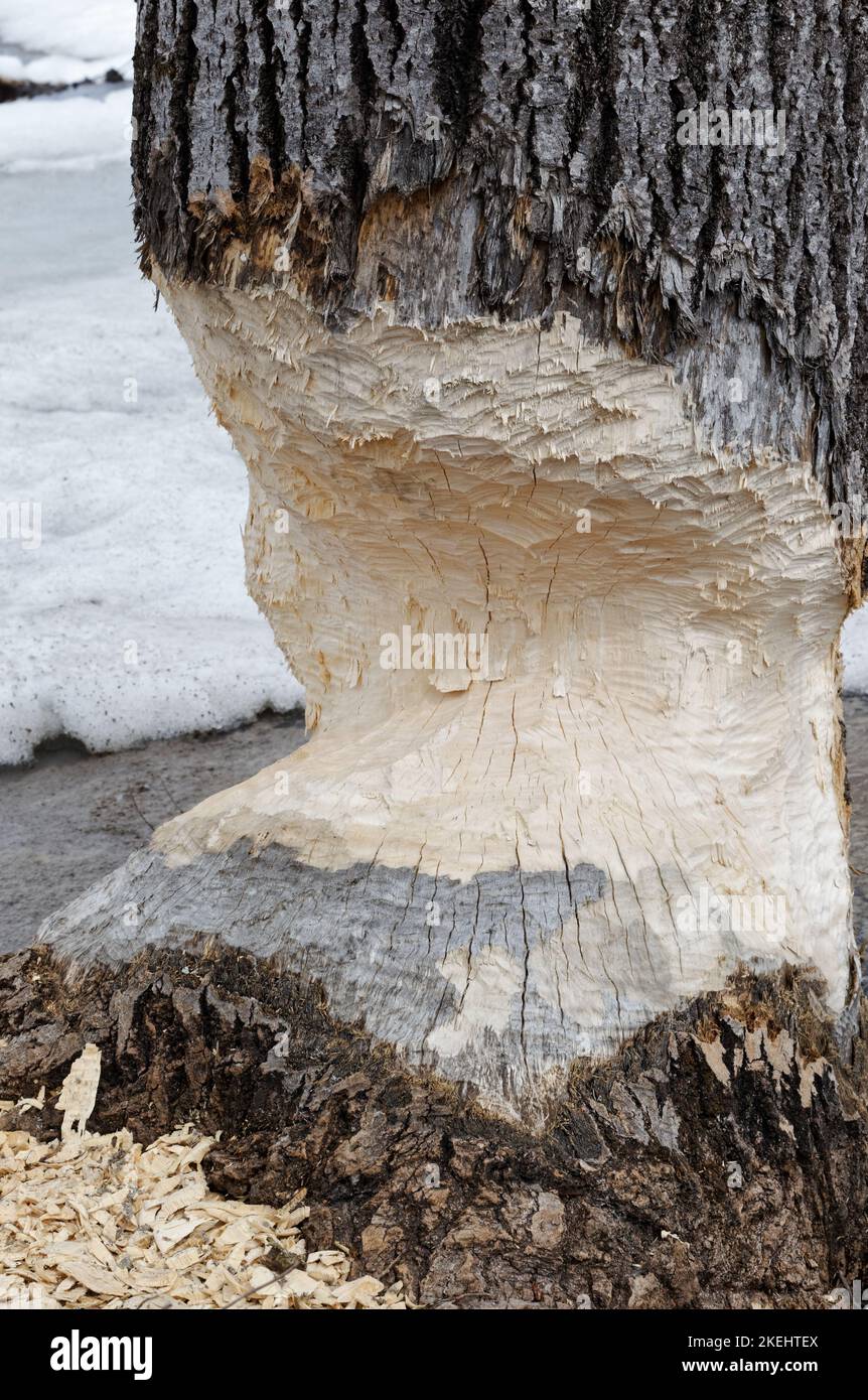 A large Polar tree chewed by a beaver. Quebec,Canada Stock Photo