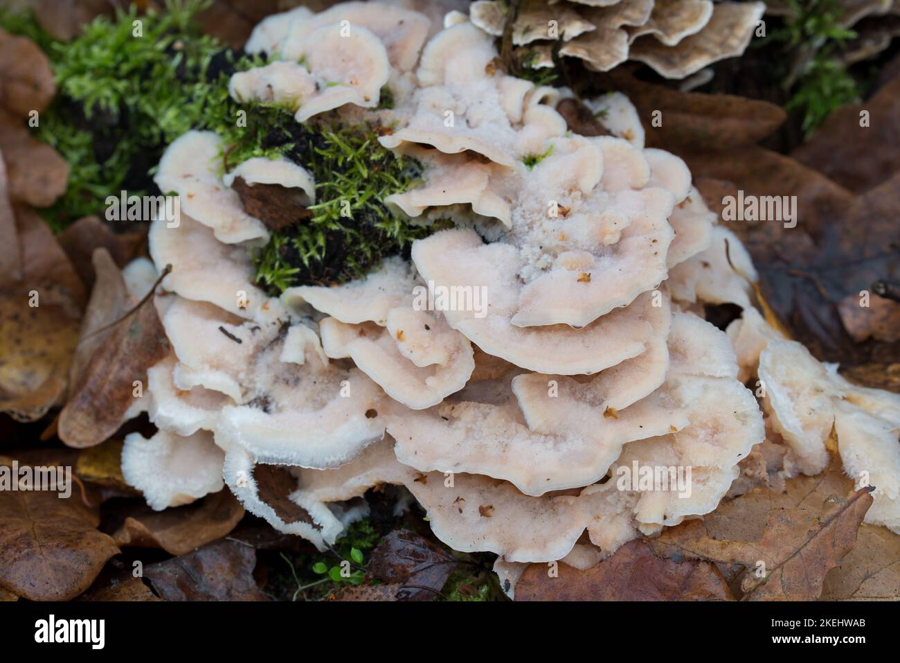 white bracket fungus on old cut tree closeup selective focus Stock Photo