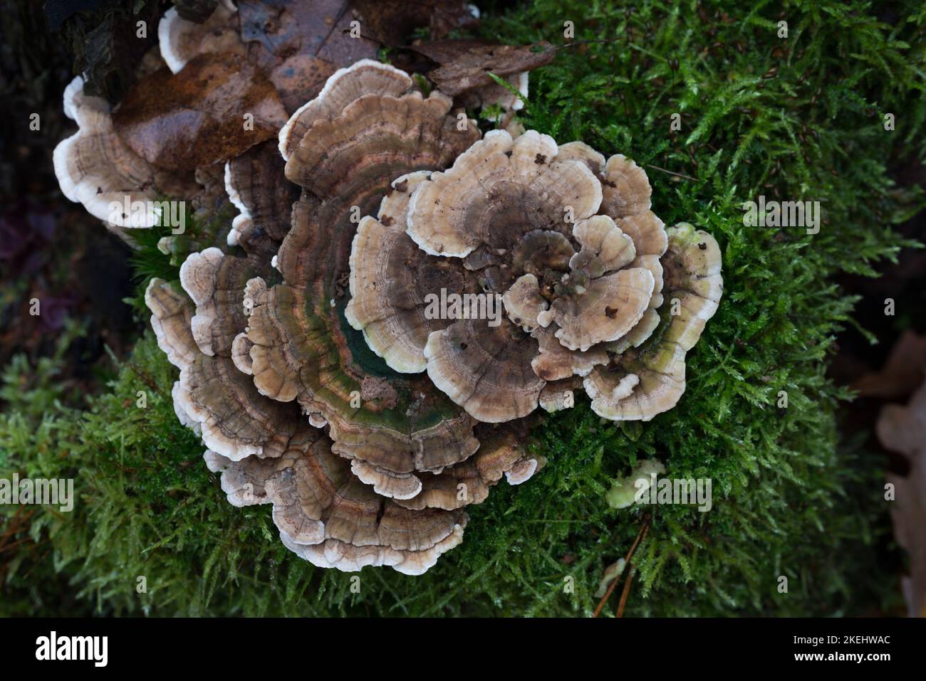 beige bracket fungus on old cut tree closeup selective focus Stock Photo