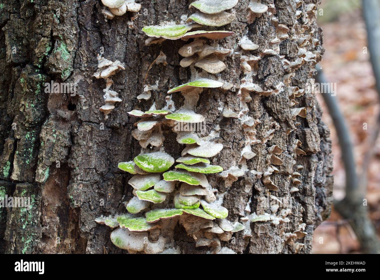 colony of small fungi on tree trunk closeup selective focus Stock Photo
