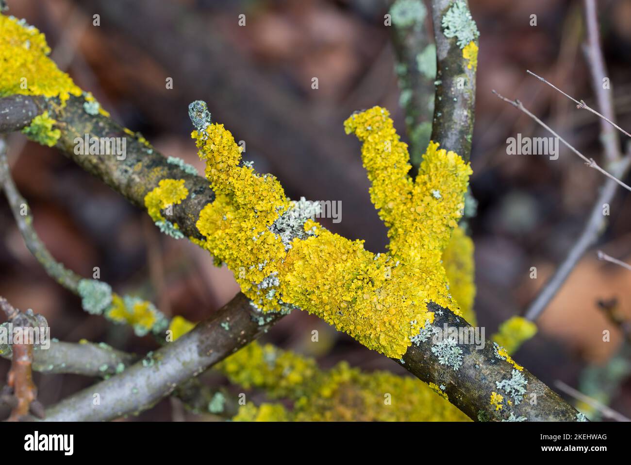 Xanthoria parietina, common orange lichen on branch closeup selective focus Stock Photo