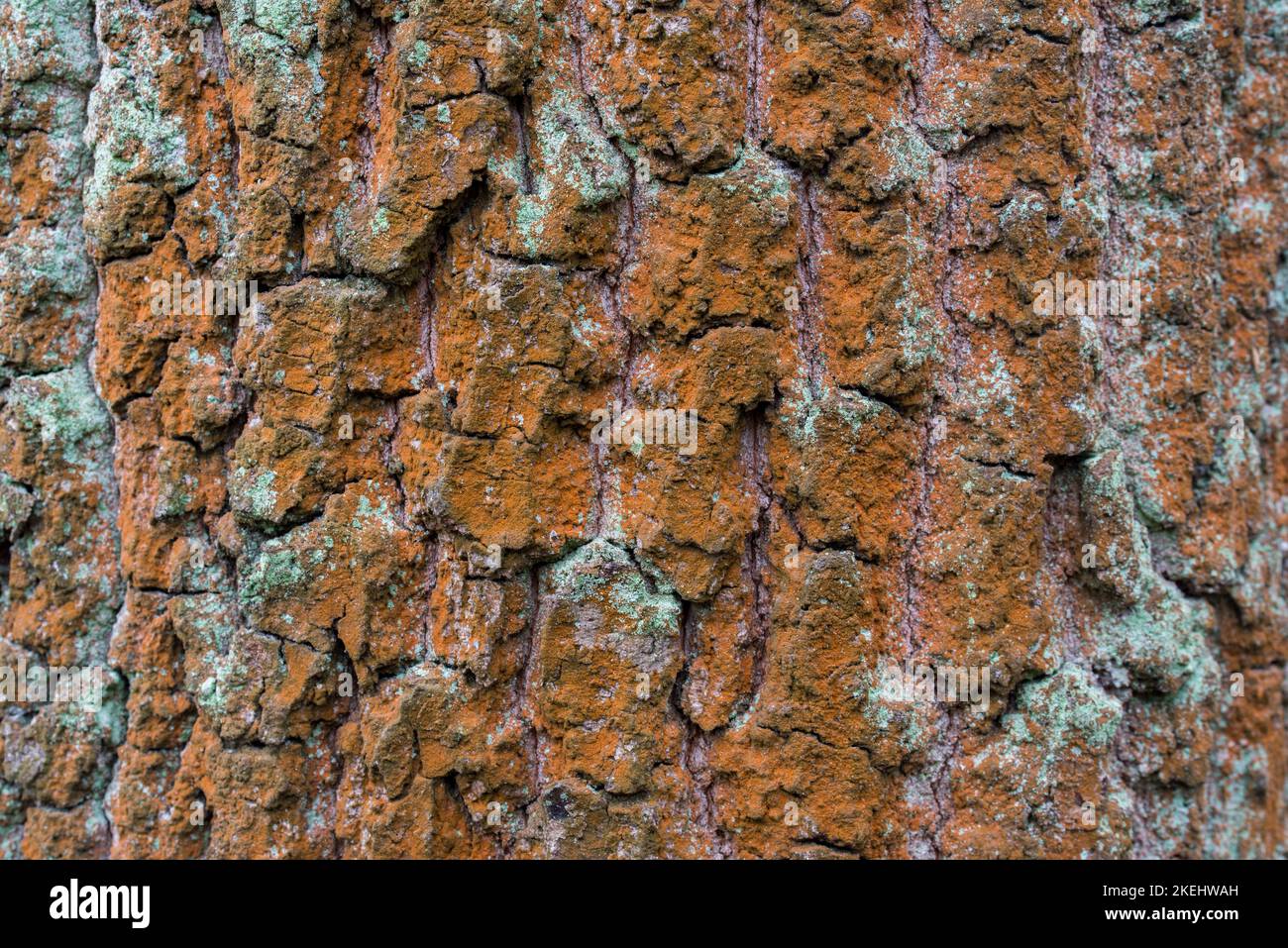 Trentepohlia umbrina on oak tree trunk closeup selective focus Stock Photo