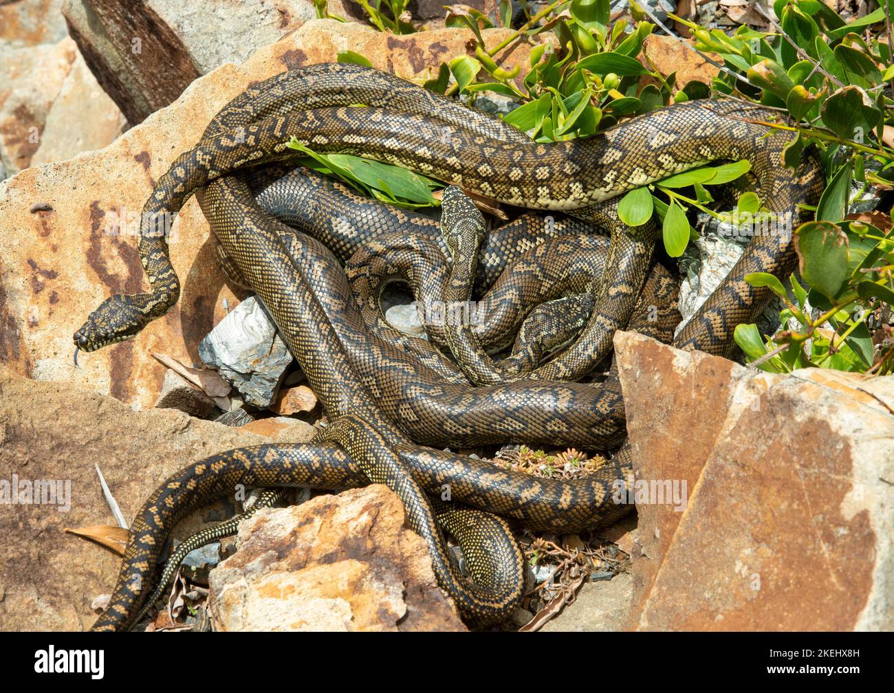 carpet python snakes mating at Urunga, New South Wales, Australia Stock ...