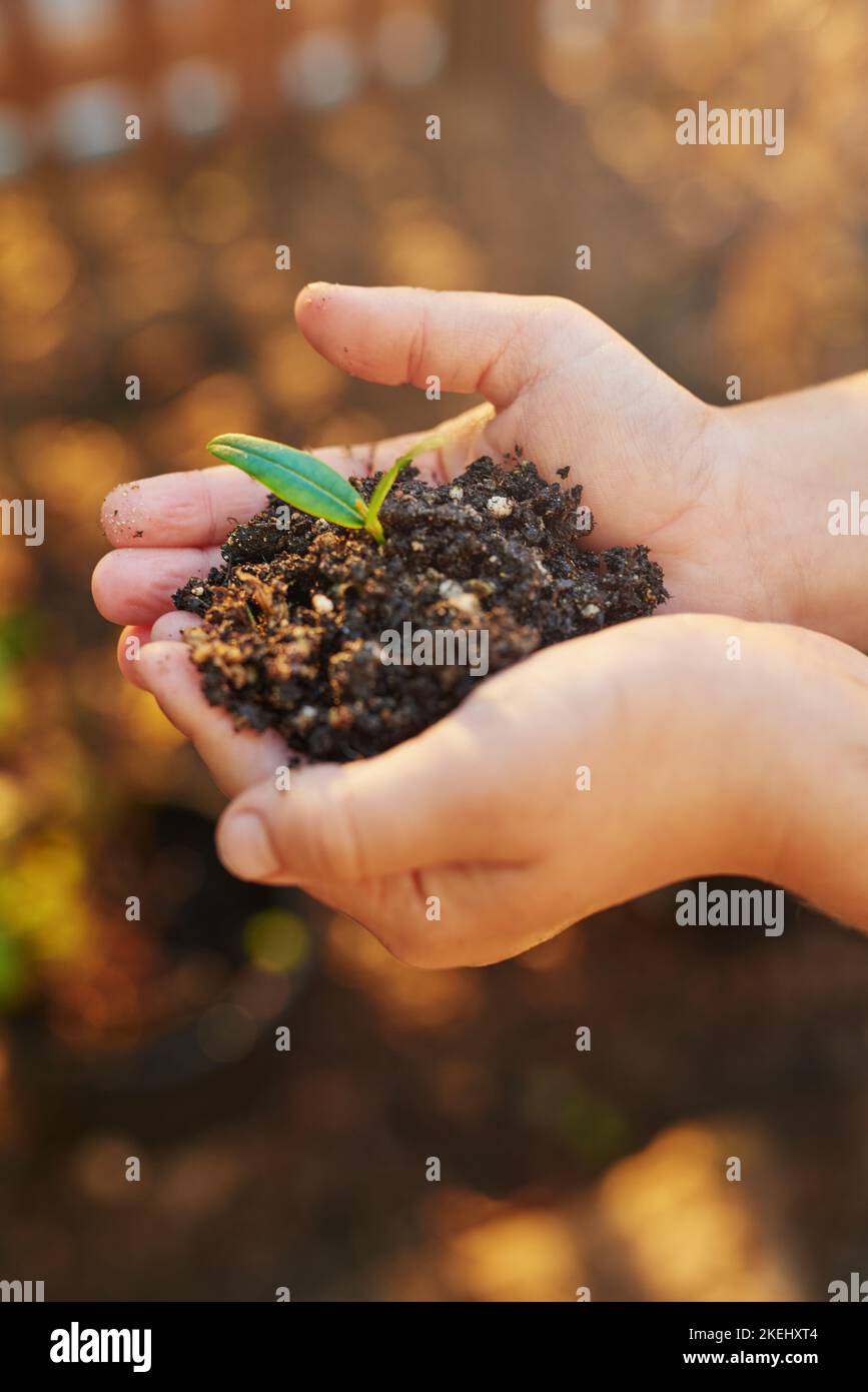 Budding plants. hands holding a sprouting plant in soil Stock Photo Alamy