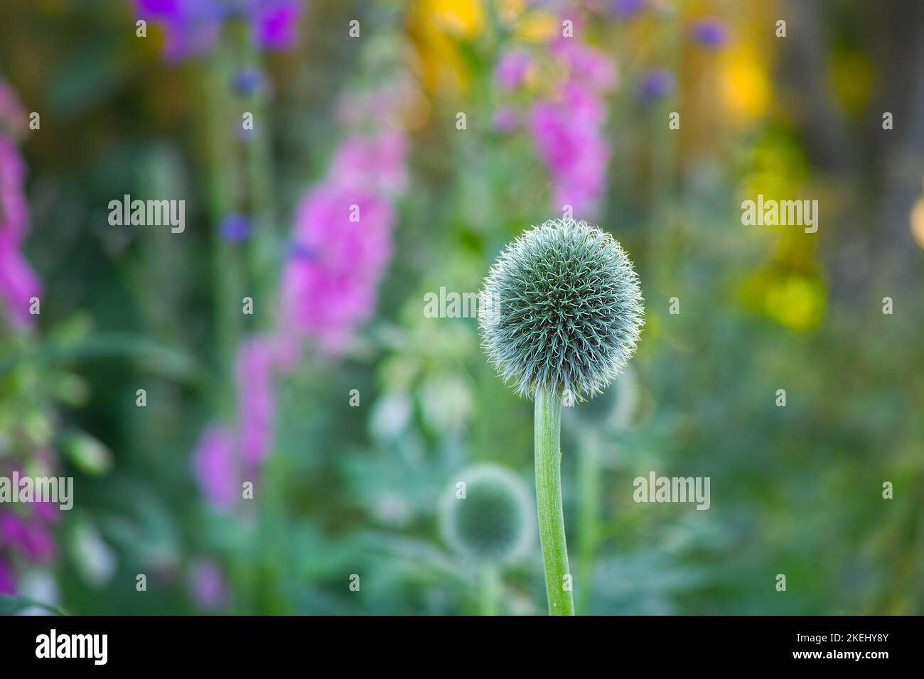 Globe Thistle flowers. Blue Globe Thistle Flowers, known as Echinops