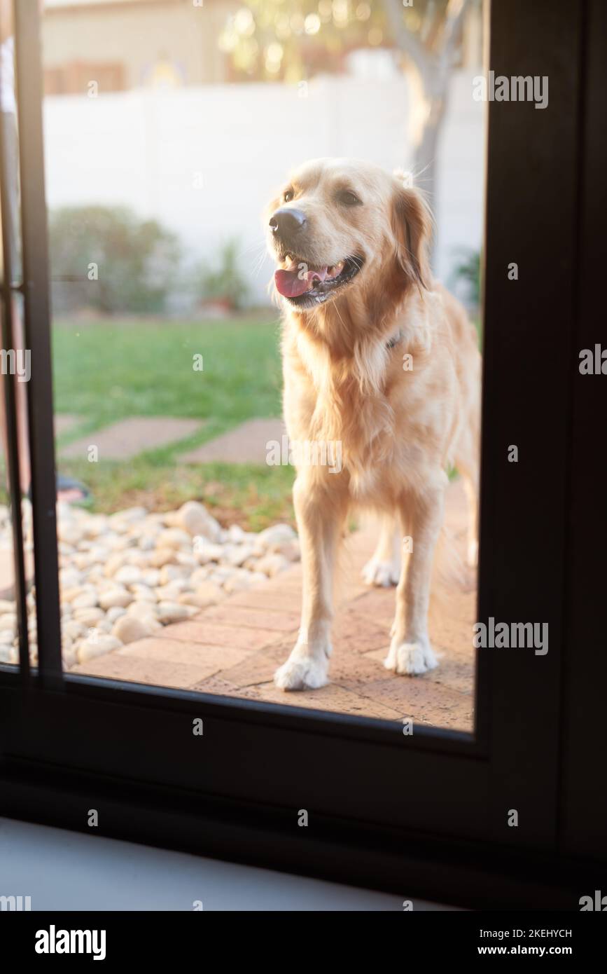Where is everybody. a golden retriever waiting patiently at a house