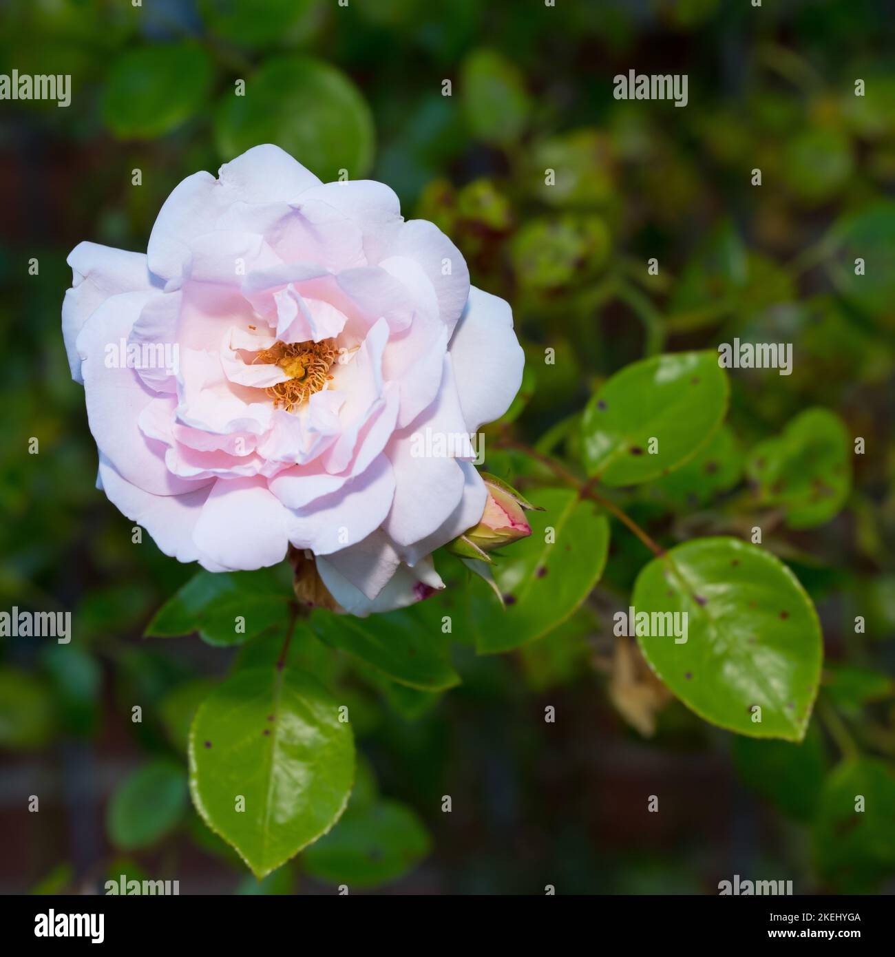 The rose in the garden. A photo of a beautiful pink rose in the garden ...