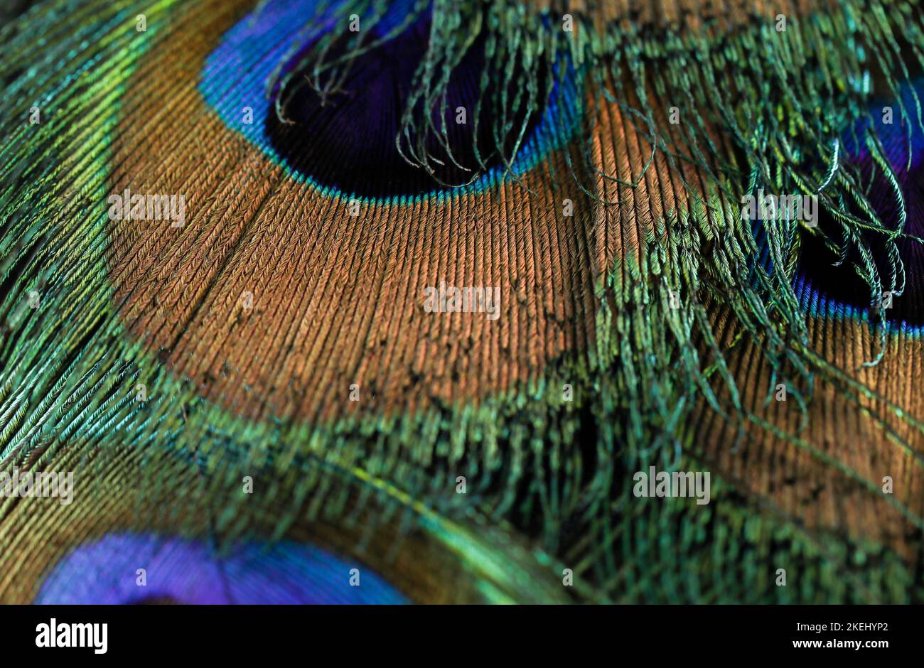 Beautiful peacock feather closeup. feather isolated. single feather macro. Stock Photo