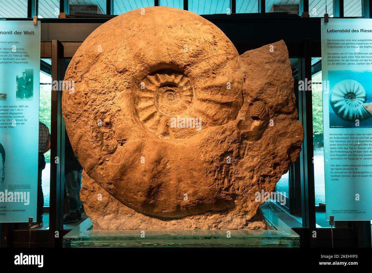 26 July 2022, Munster, Germany: Fossilized remains of an Ammonite clam ...