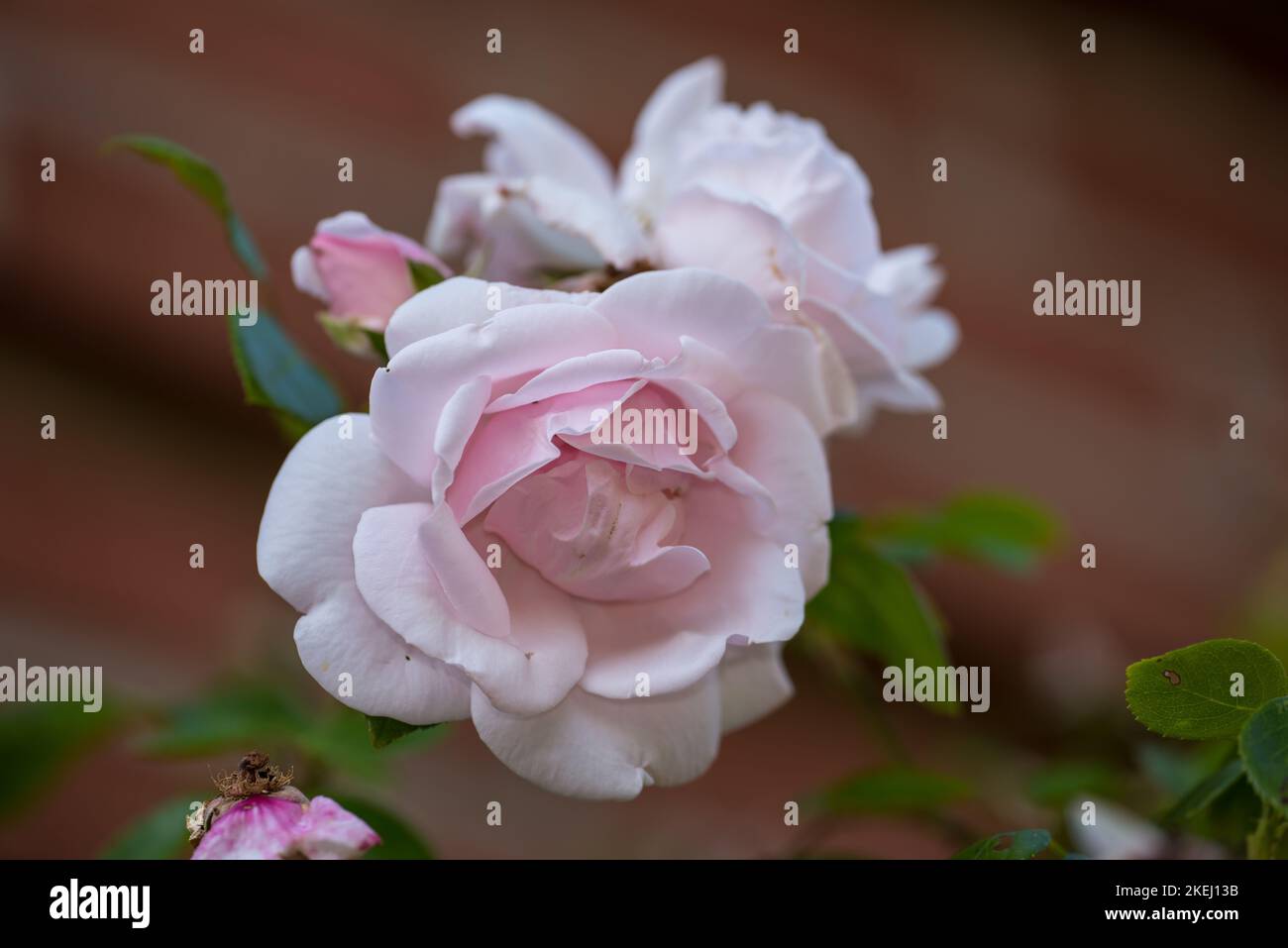 The rose in the garden. A photo of a beautiful pink rose in the garden ...
