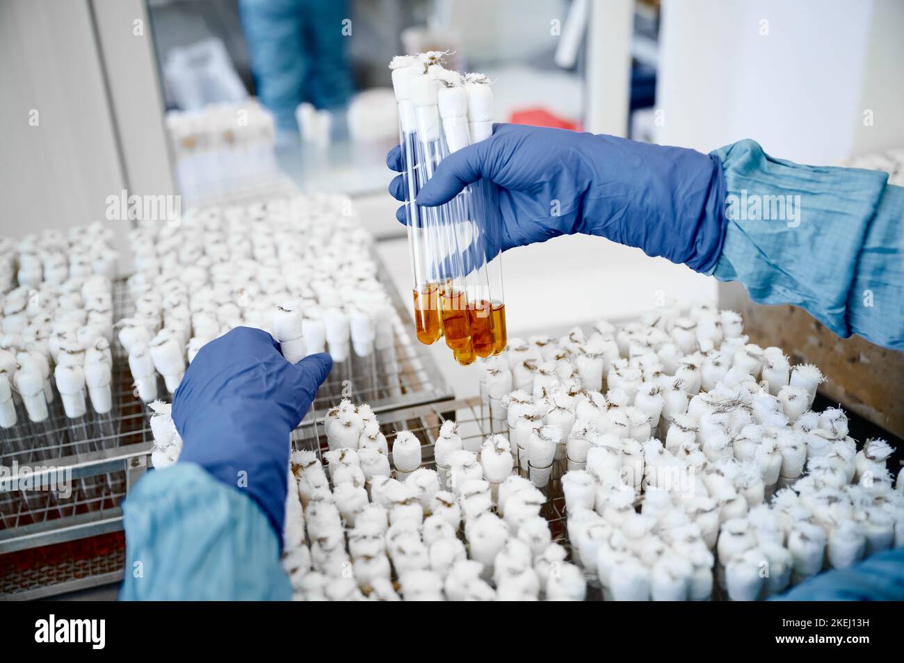 Technician works on creating special bacterial culture Stock Photo Alamy