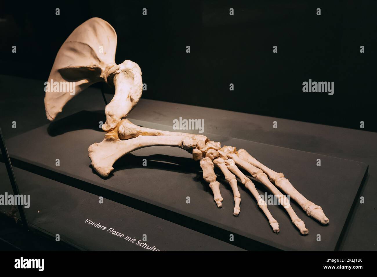 26 July 2022, Munster Natural History Museum, Germany: example of the anatomy of limbs and the bone structure of wings or fin flipper, as an example o Stock Photo