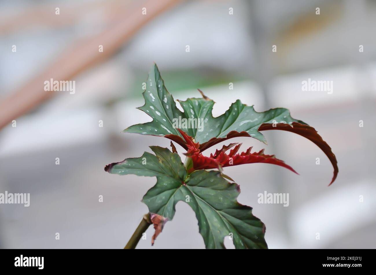 Begonia leopatra, Begonia sp or Begonia plant or red leaf or bicolor plant Stock Photo