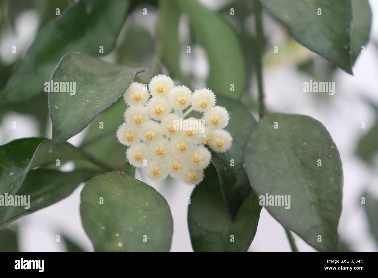 Hoya Flower Stock Photo