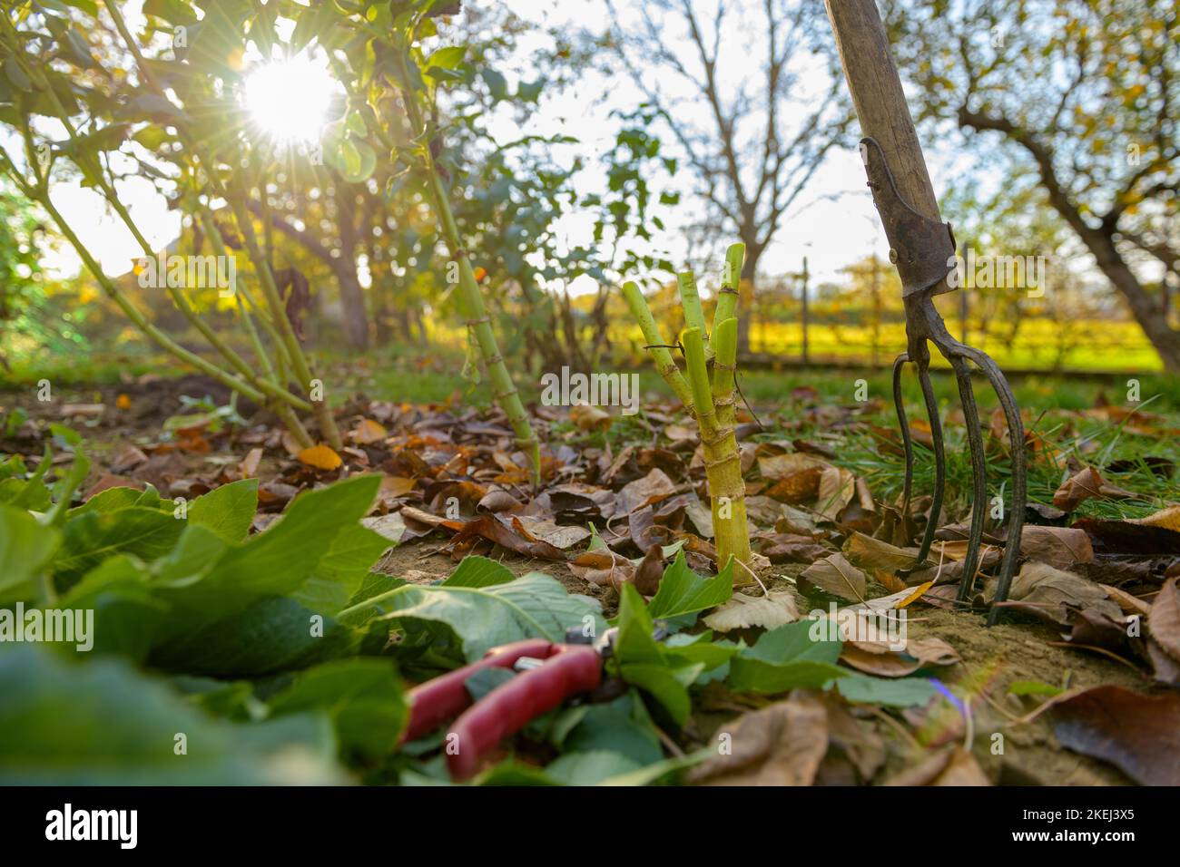 Cutting Down Dahlia Plant Foliage Before Digging Up The Tubers For Cutting Down Dahlia Plant Foliage Before Digging Up The Tubers For