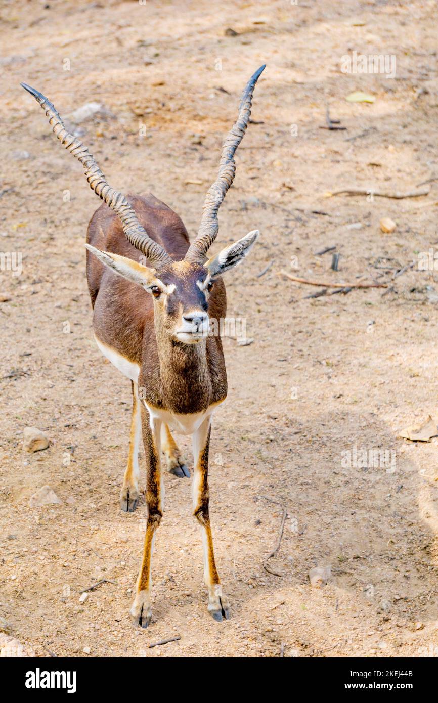 Horned Blackbuck (scientific name: Antelope cervicapra) standing on the