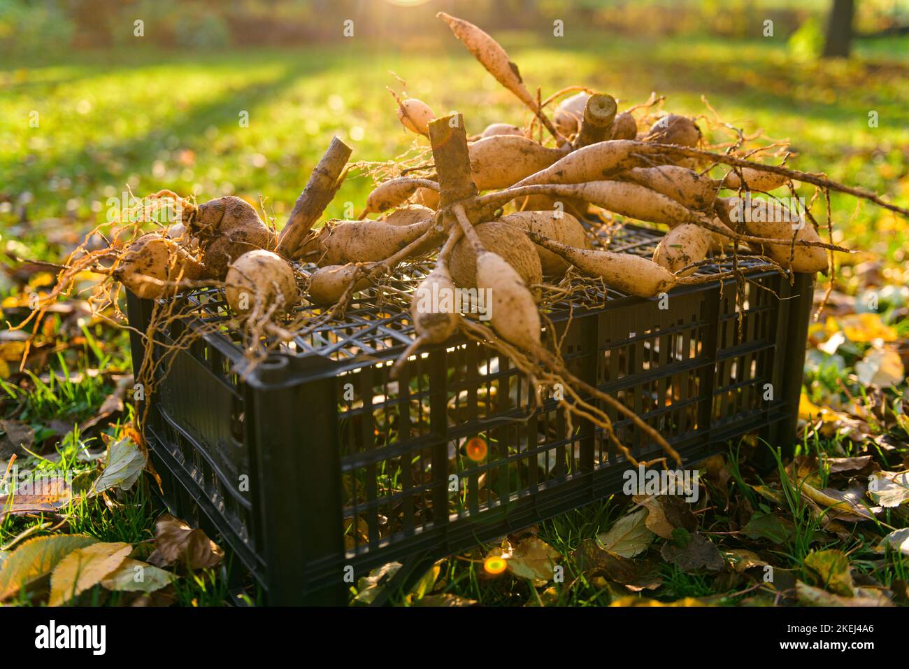 Dahlia tubers drying hires stock photography and images Alamy