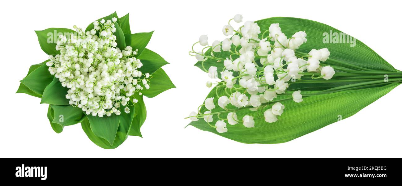 Lilly of the valley flowers isolated on white background with full ...
