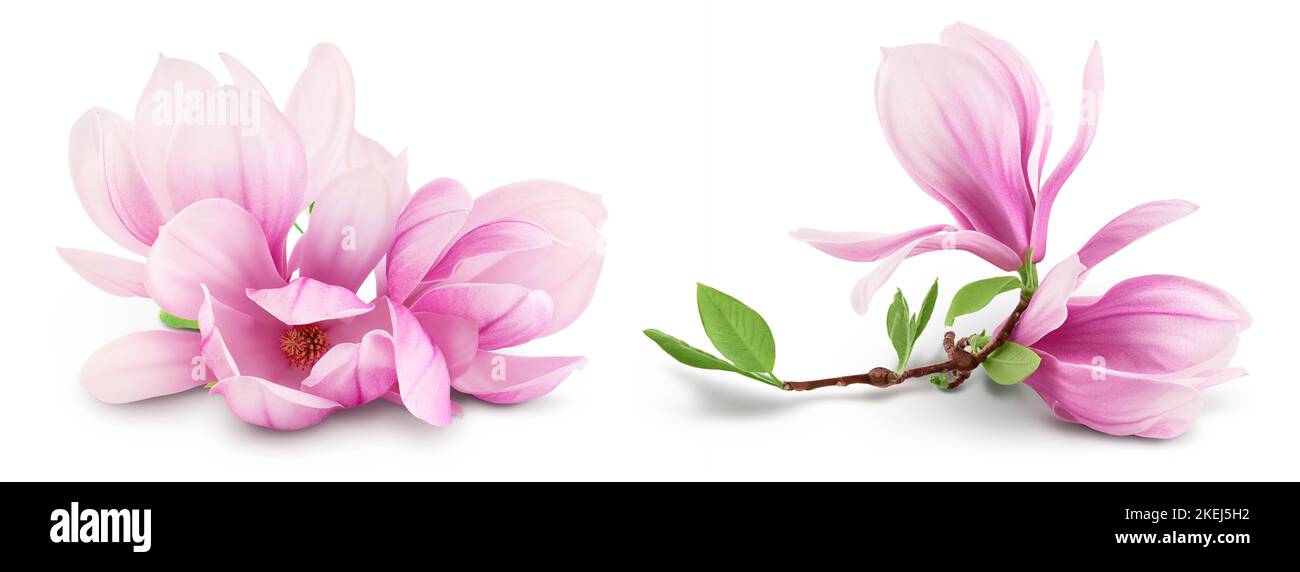 Pink magnolia flower isolated on white background with full depth of ...