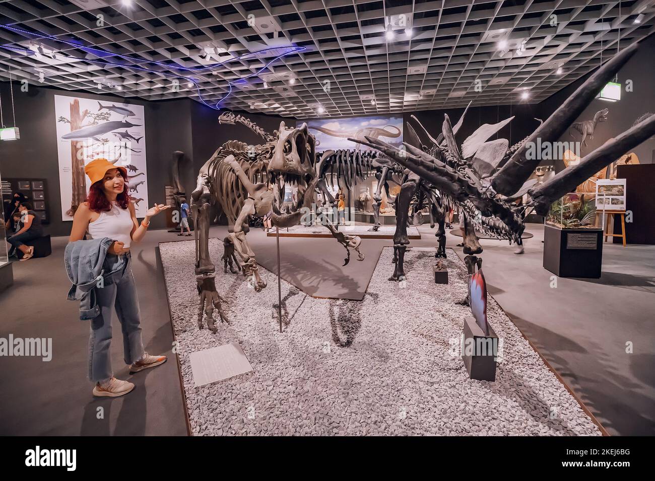 26 July 2022, Munster Natural History Museum, Germany: Visitor girl at the Exhibition of terrifying dinosaur skeletons of the Jurassic and Cretaceous Stock Photo
