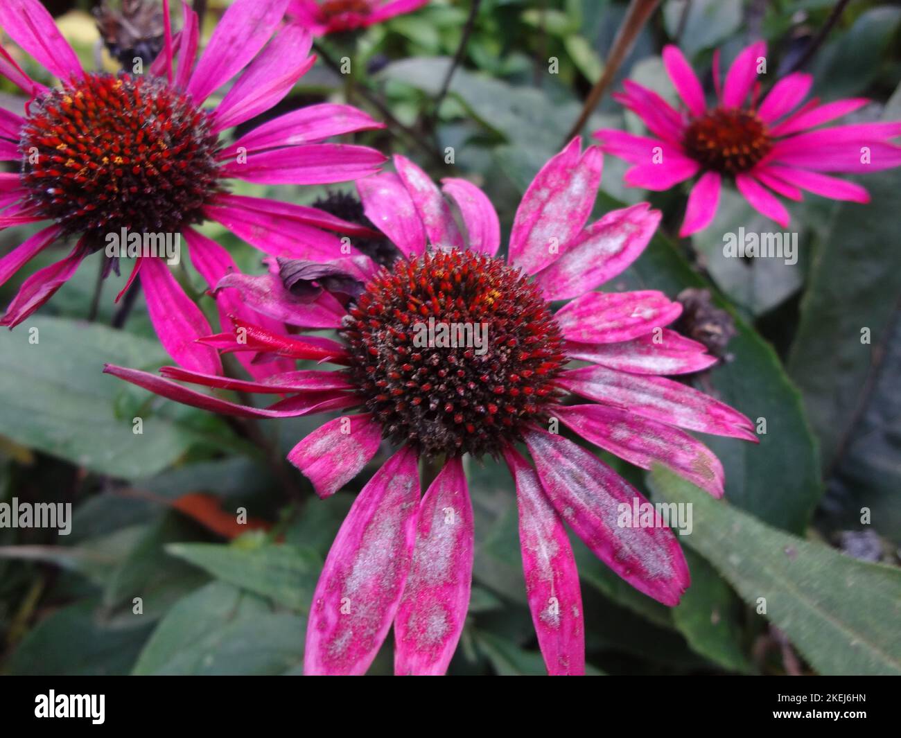 Wave Hill is a 28acre estate in the Hudson Hill section of Riverdale