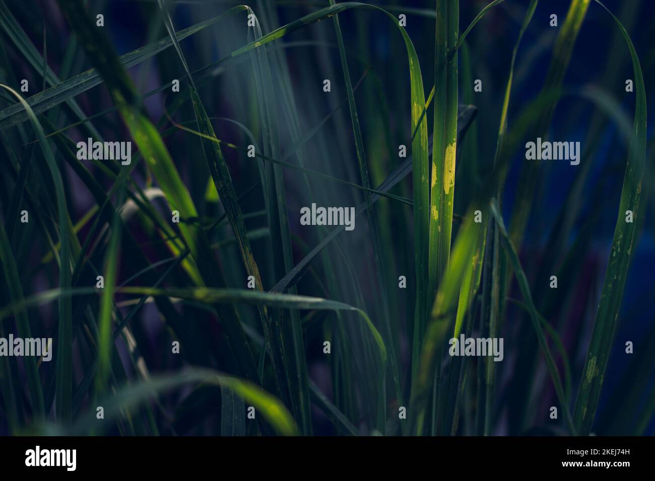 A closeup view of green grass blades with a contrast of light and