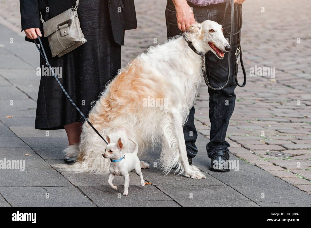 A family walks a large Russian greyhound and a tiny dog on a city street. Differences and breeds concept Stock Photo