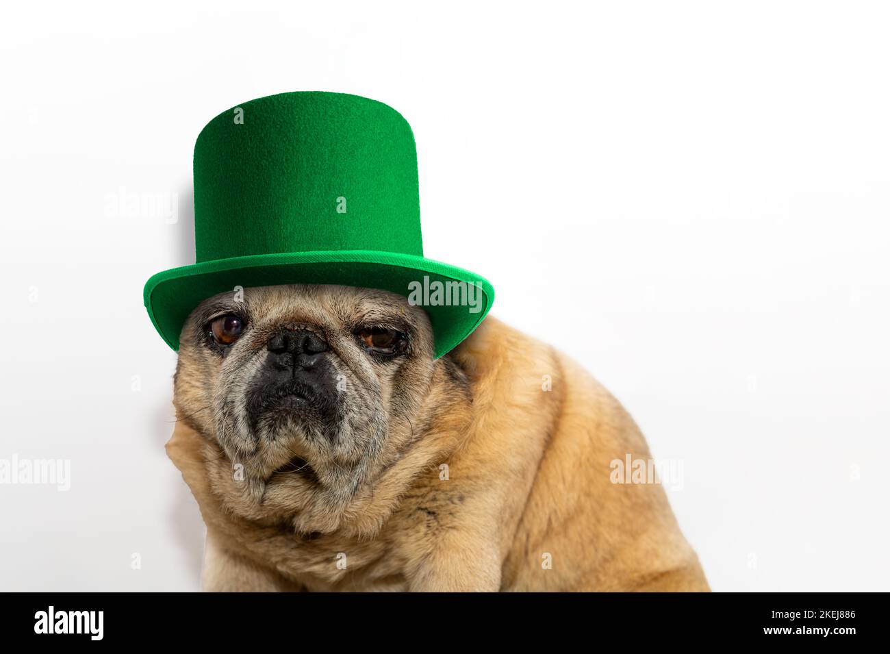 Patty's pug puppies hot sale