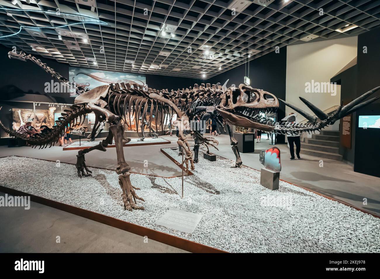 26 July 2022, Munster Natural History Museum, Germany: Exhibition of terrifying dinosaur skeletons of the Jurassic and Cretaceous Period Stock Photo