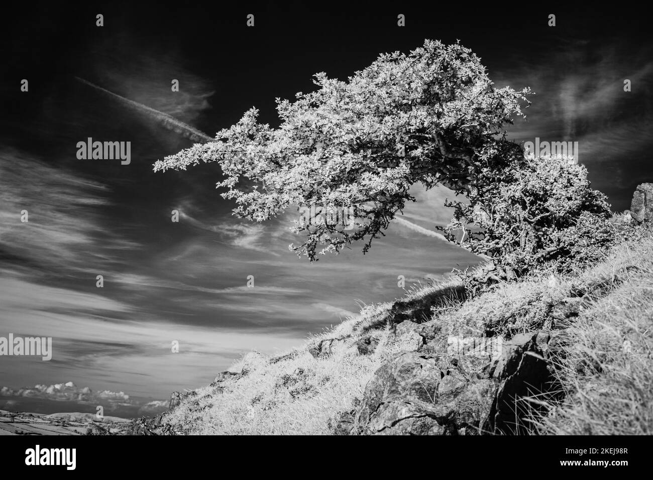 Infrared wind sculpted hawthorn Stock Photo