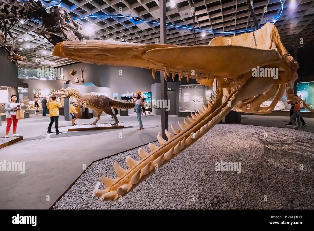 26 July 2022, Munster Natural History Museum, Germany: Skeletons of Underwater and aquatic marine huge predatory dinosaurs in the Museum Stock Photo