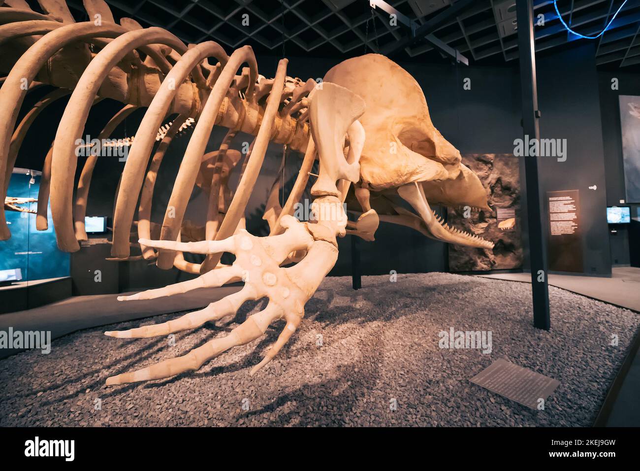 26 July 2022, Munster Natural History Museum, Germany: Skeletons of Underwater and aquatic marine huge predatory dinosaurs in the Museum Stock Photo