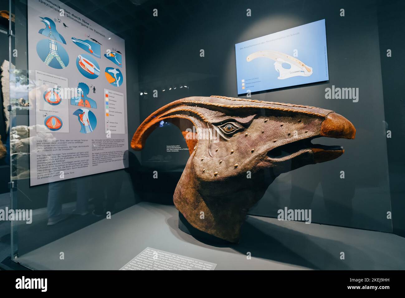 26 July 2022, Munster, Germany: A model of a parasaurolophus head with a recognizable shape of a skull with a resonant cavity that allows to cool the Stock Photo