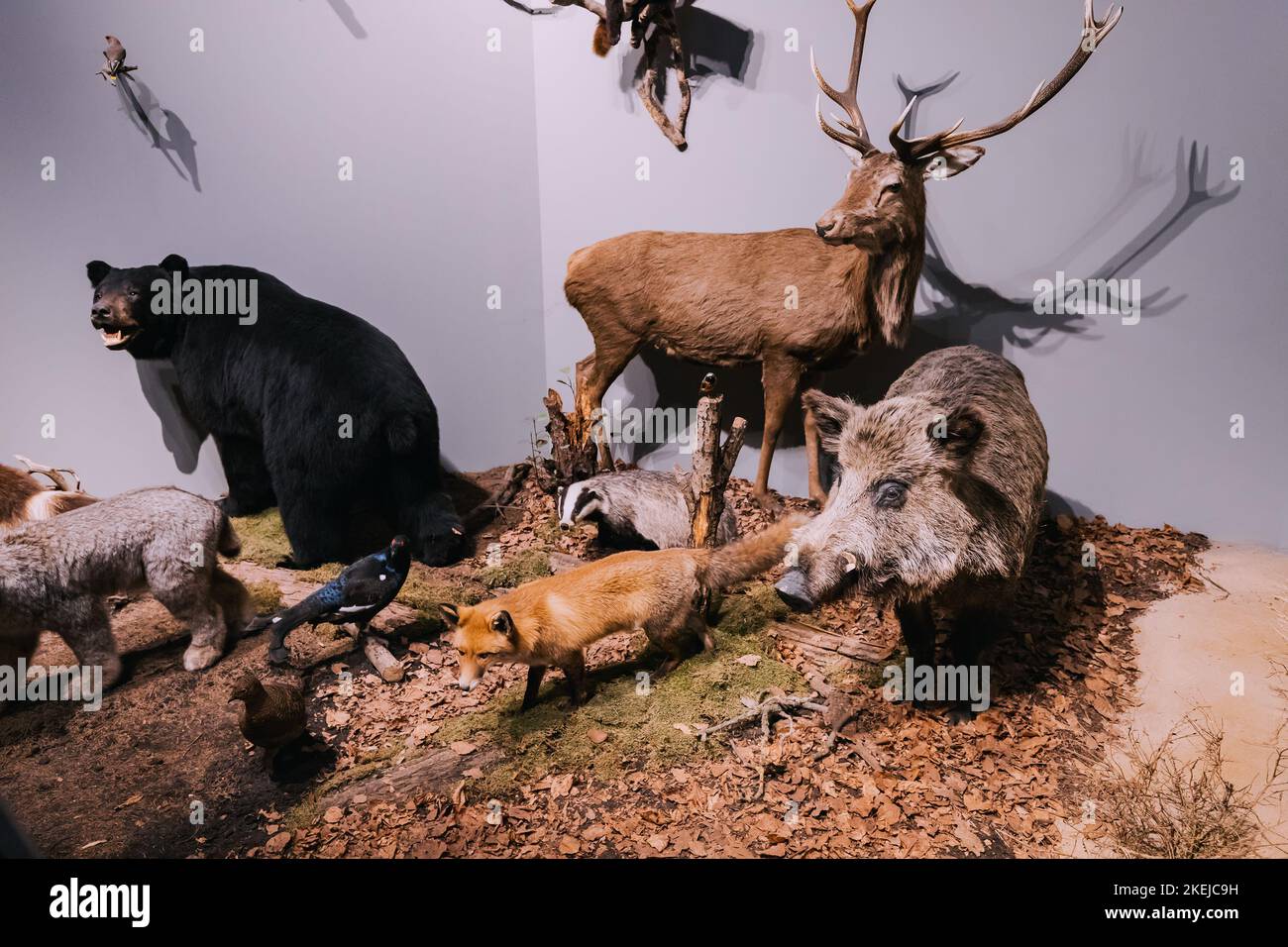 26 July 2022, Munster, Germany: A lot of scary stuffed animals in the hall of the Museum of Natural History Stock Photo