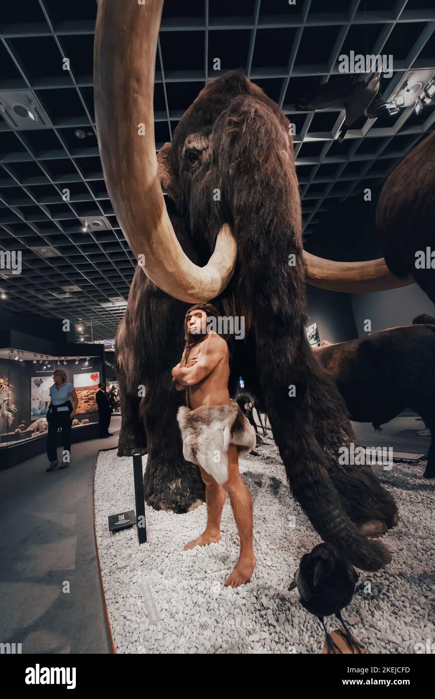 26 July 2022, Munster, Germany: Ancient extinct woolly mammoth and the figure of a human hunter nearby, in the interior of the Museum of Natural Histo Stock Photo