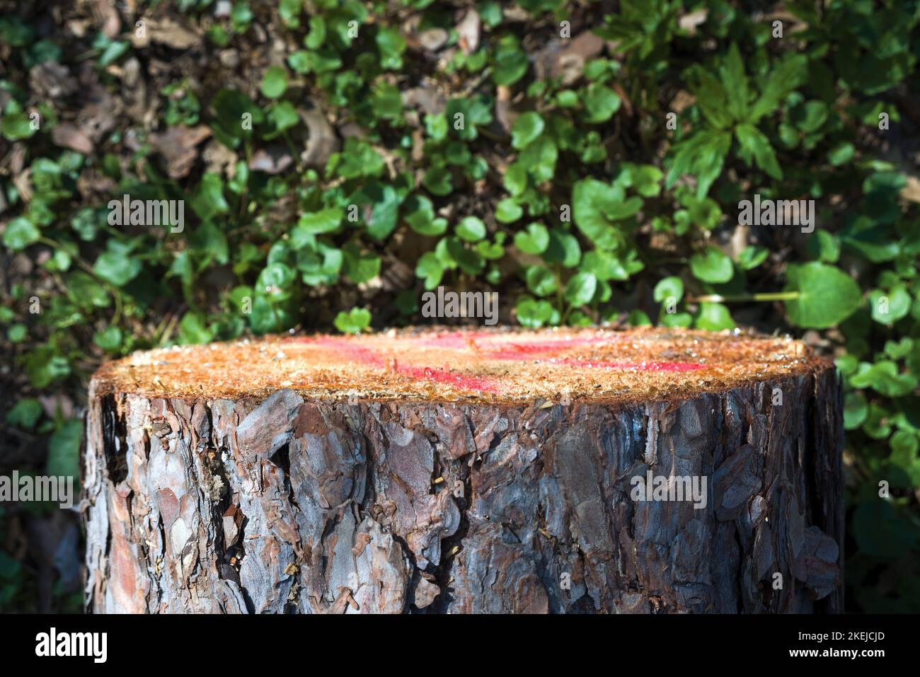 Pine tree stump against green leaves Stock Photo