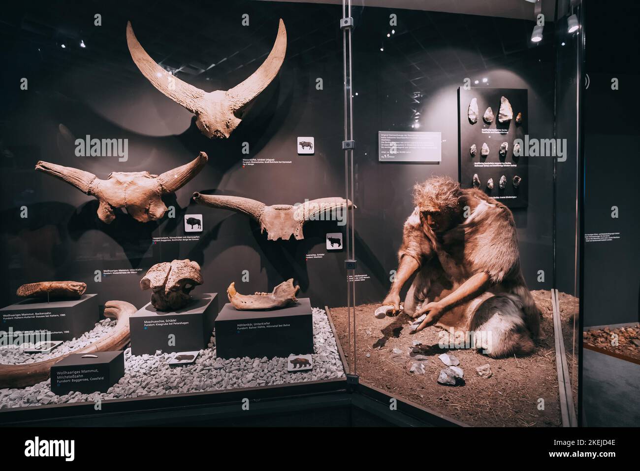 26 July 2022, Munster, Germany: The figure of a Neanderthal and an ancient hunter working with stone tools in the Museum of Natural History Stock Photo