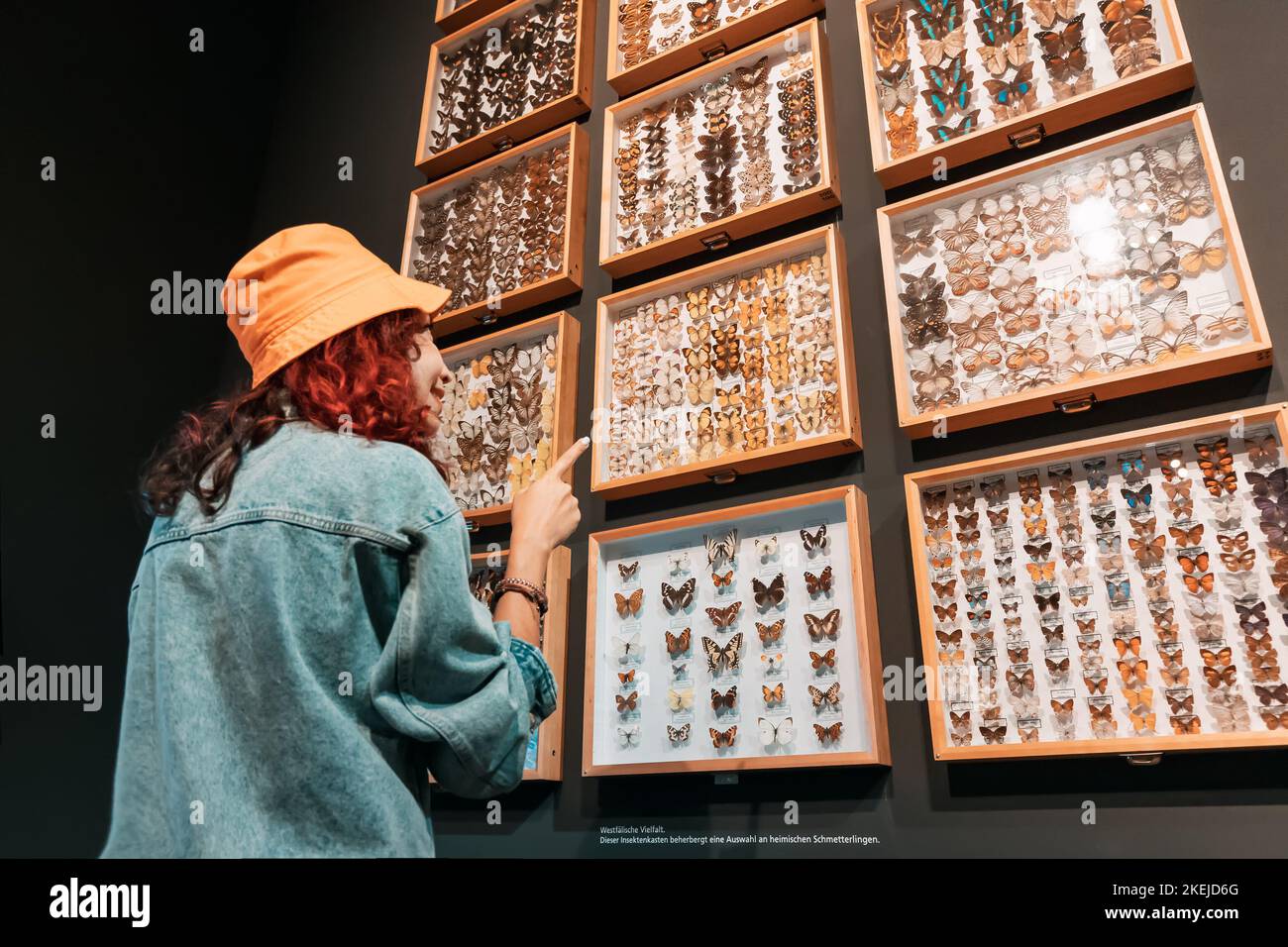 26 July 2022, Munster, Germany: Girl exploring big Butterfly collection on display at the museum, entomology and hobby concept Stock Photo
