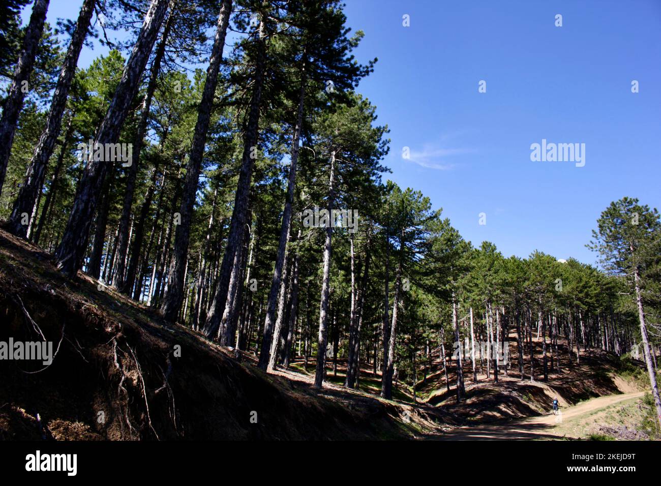 Man walking through pine forest hi-res stock photography and images - Alamy