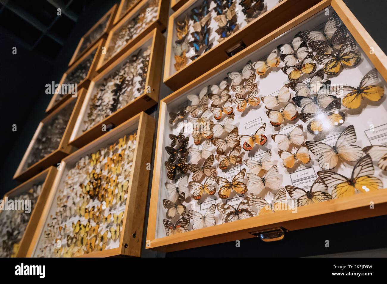 26 July 2022, Munster, Germany: Butterfly collection on display at the museum, entomology and hobby concept Stock Photo