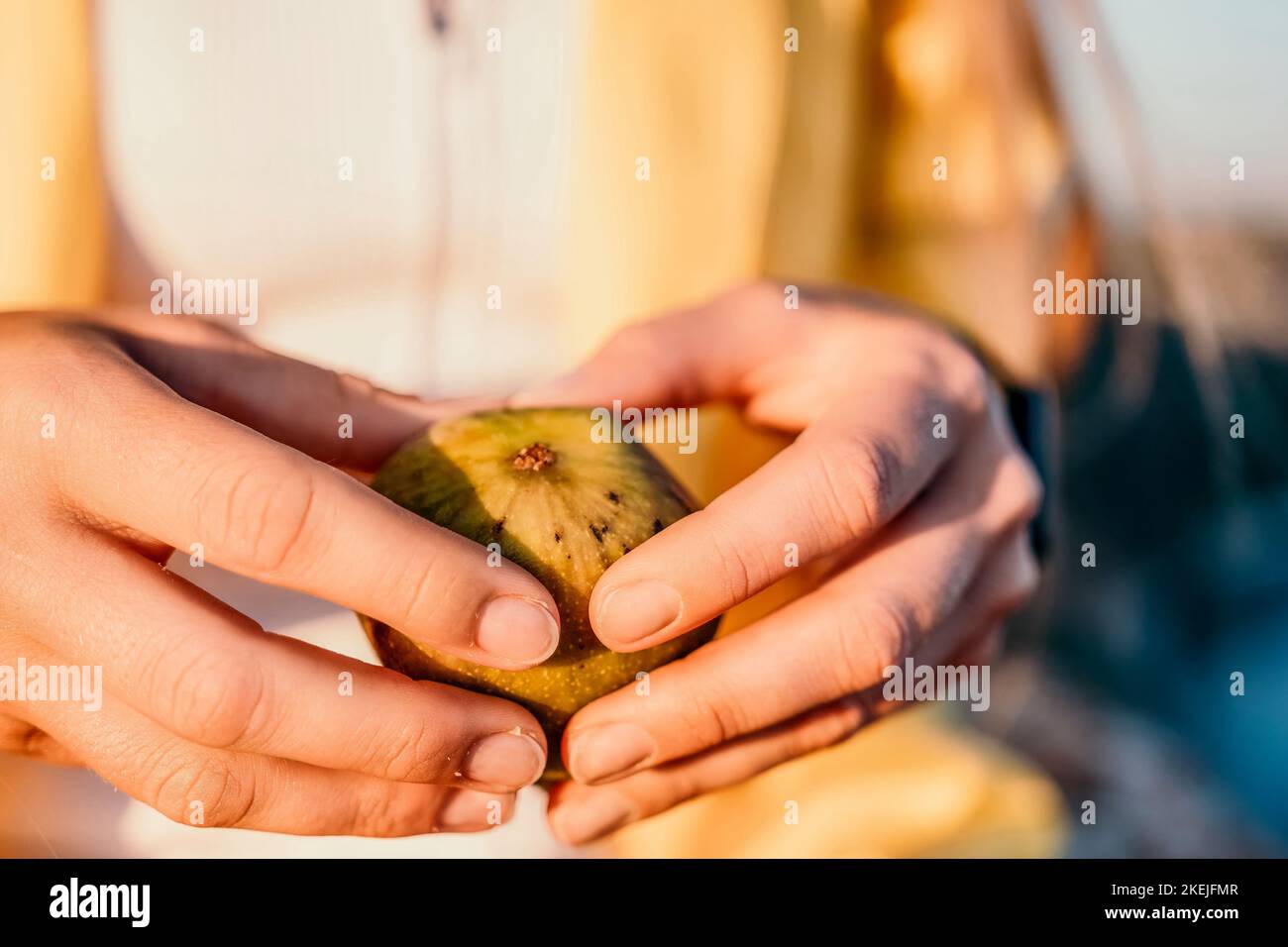 Woman's hands opening a fig to eat. Fresh ripe fig fruit in the hands