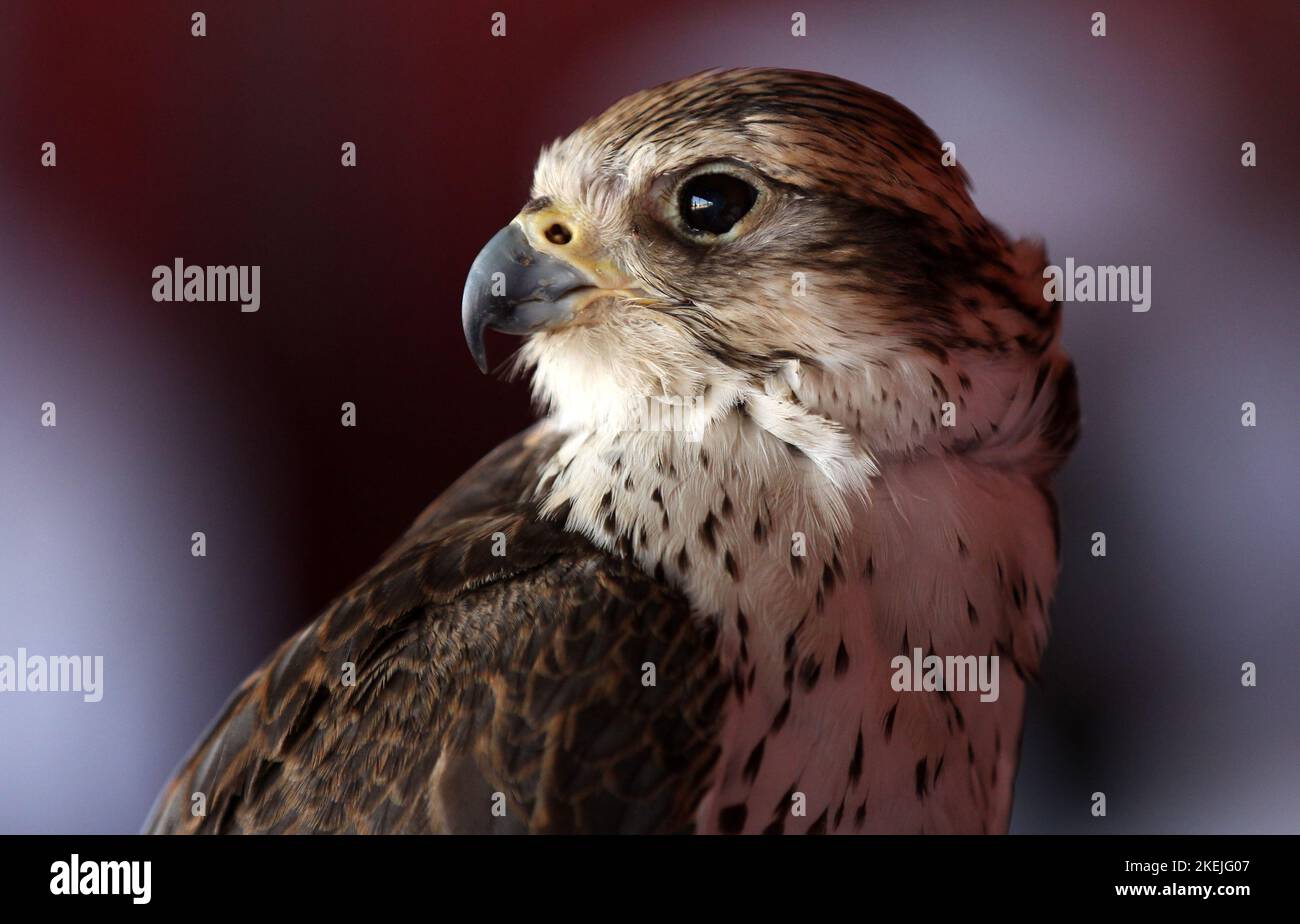 Al-Gannas Society will organize the Sixth Qatar International Falcons and Hunting Festival in Marmi area in sealine  Falkenjagd in Qatar   © diebilderwelt / Alamy Stock Stock Photo