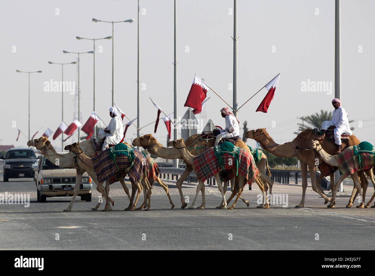 Kamele auf dem Weg zur Rennstrecke in Al Sheehaniya  © diebilderwelt / Alamy Stock Stock Photo