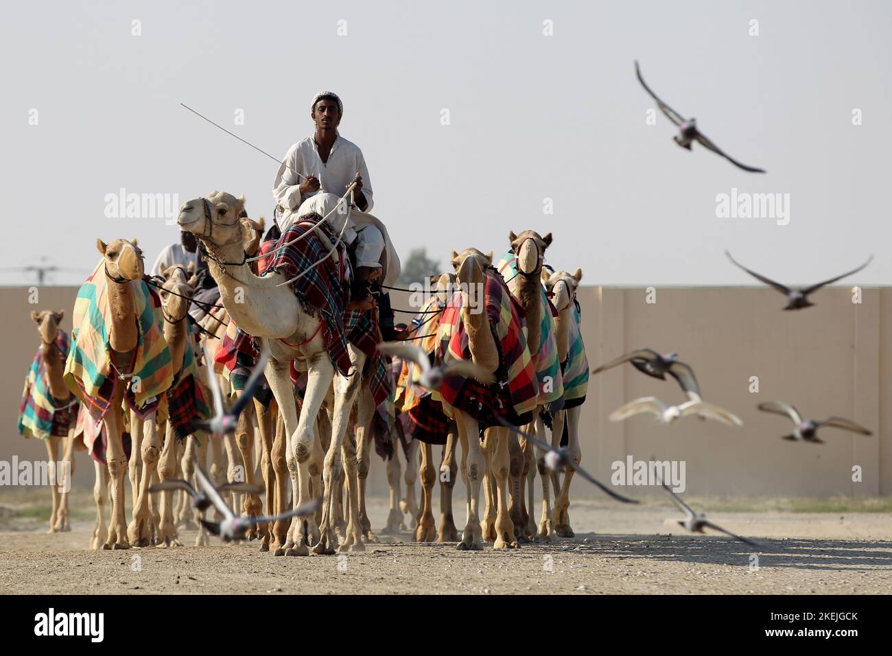 Kamele auf dem Weg zur Rennstrecke in Al Sheehaniya © diebilderwelt / Alamy Stock Stock Photo