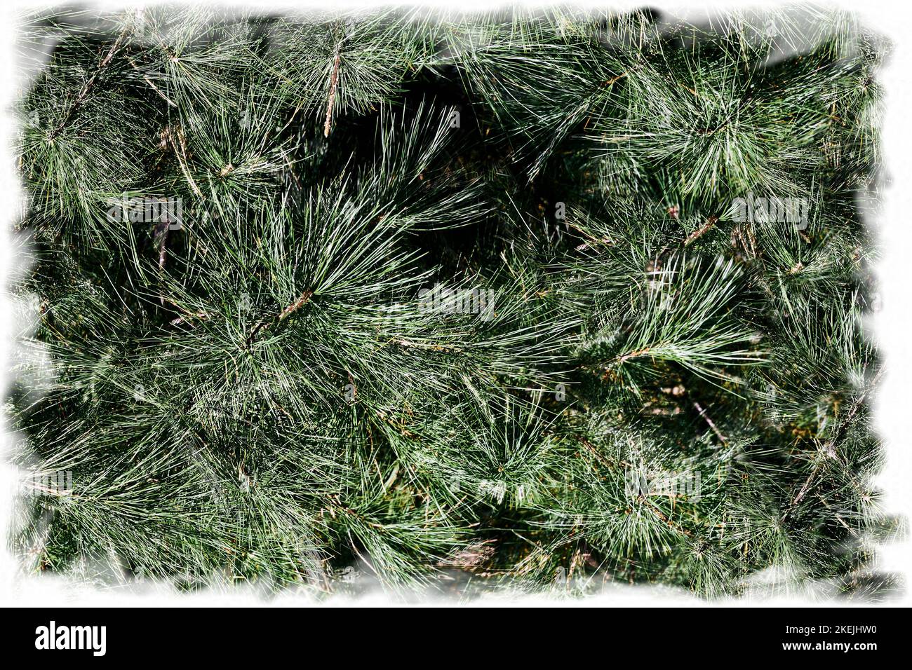 New Year's Christmas background with only green branches of spruce,pine ...